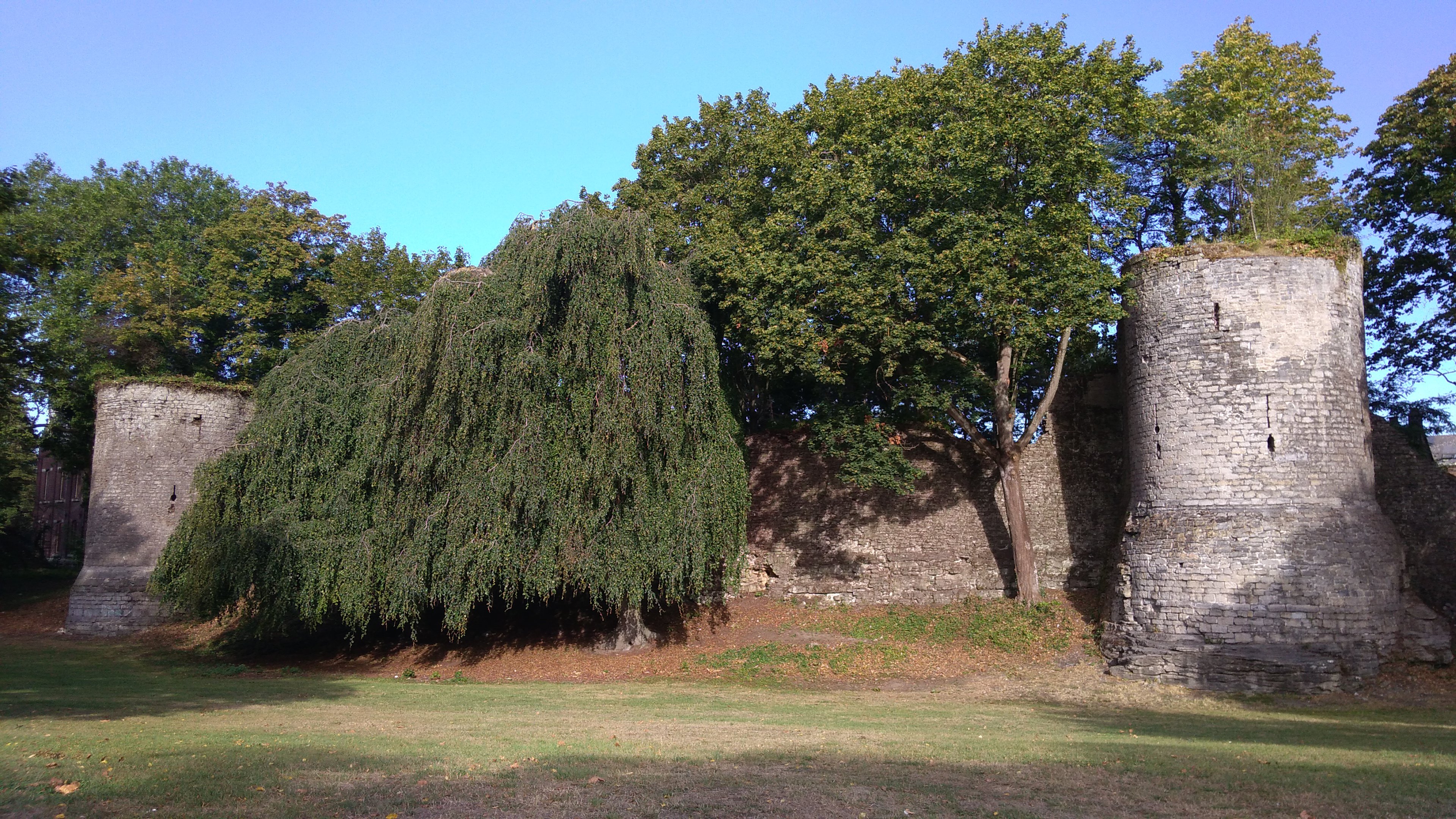 Parc Marvis-hêtre pleureur et tours_08.2020.jpg