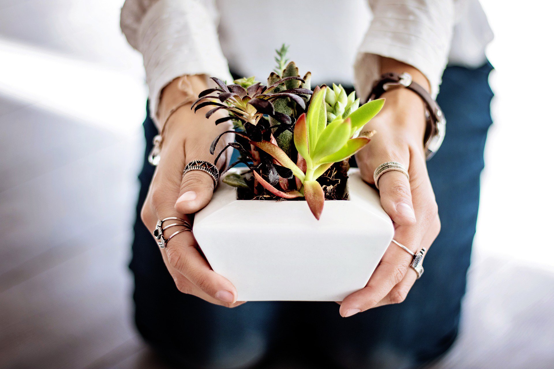 succulents-2347550_1920.jpg