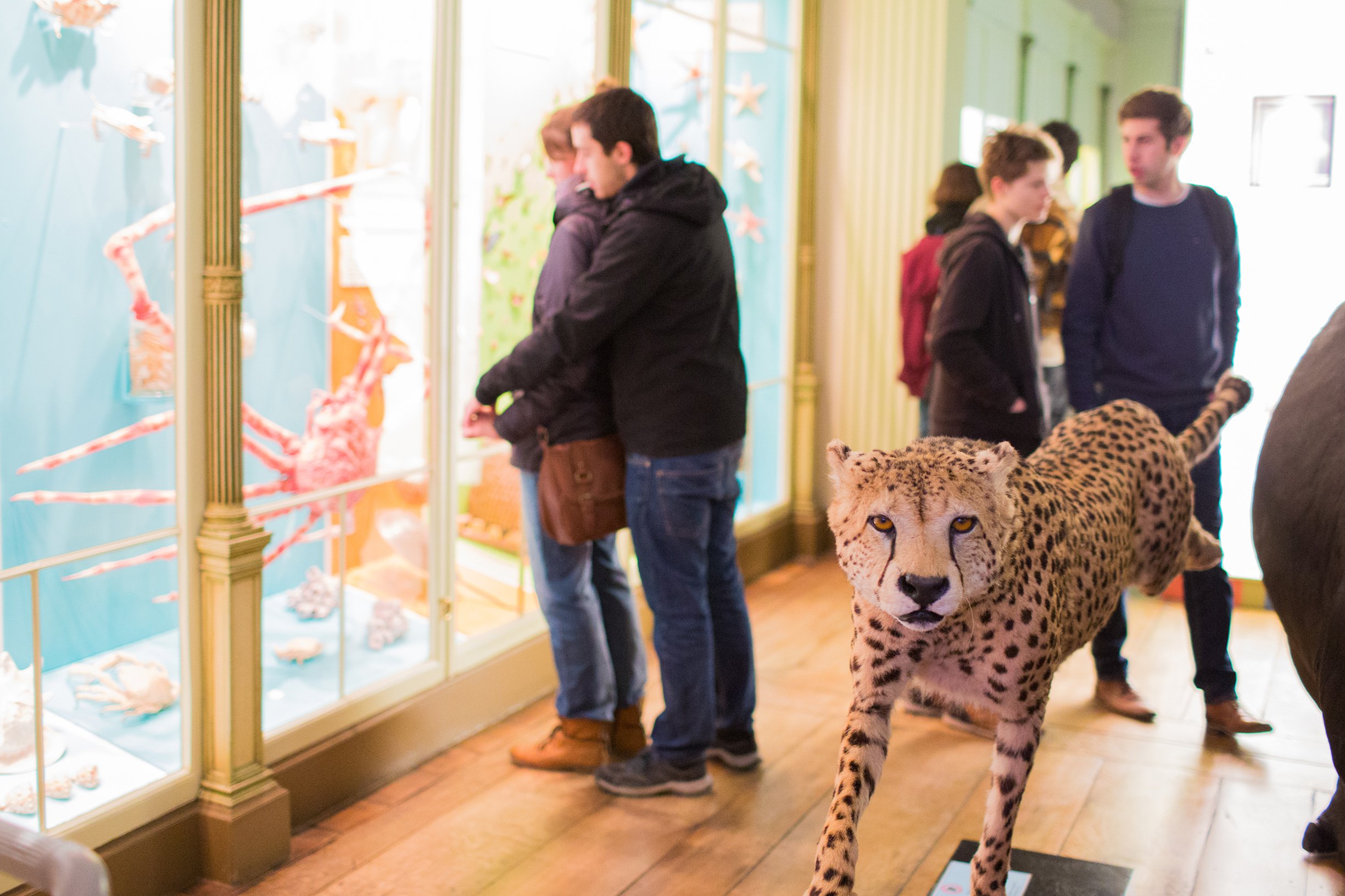 Musée d'histoire naturelle 5